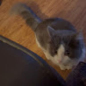 Meet your Posher, Ronald